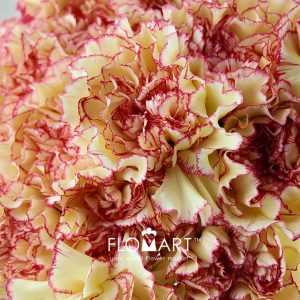 Dianthus st Cadiz - Image 2