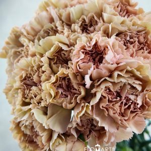 Dianthus st Caramel