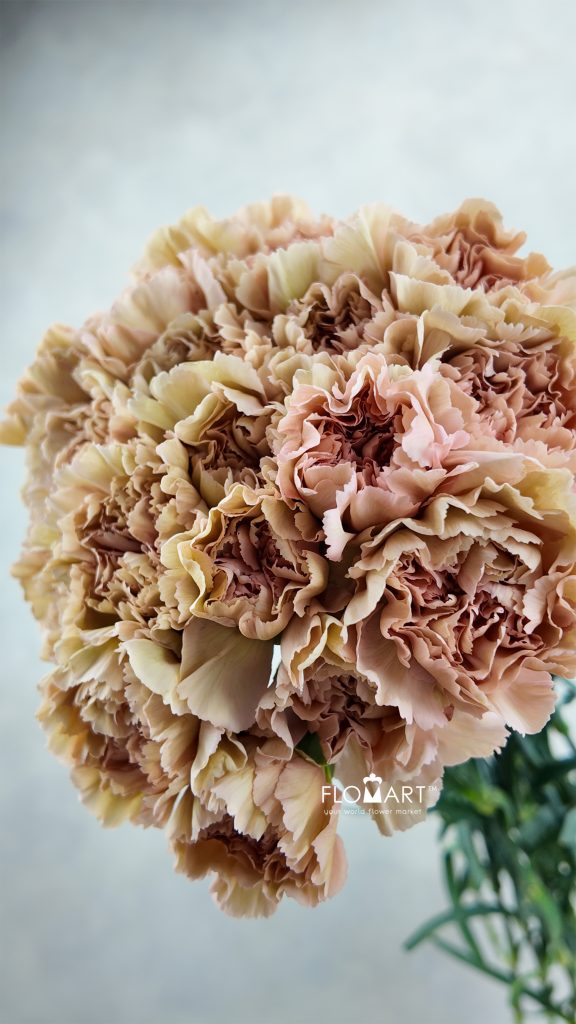 Dianthus st Caramel