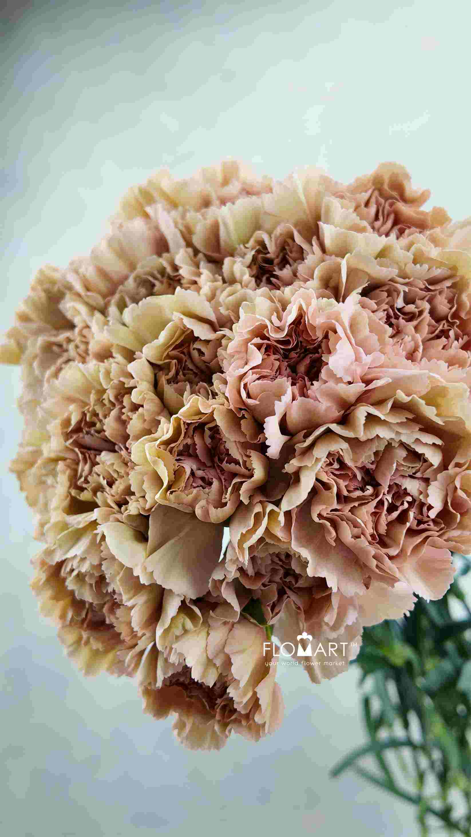 Dianthus st Caramel - Image 1