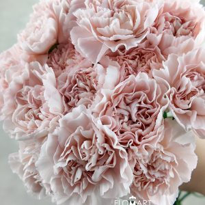 Dianthus st Cava