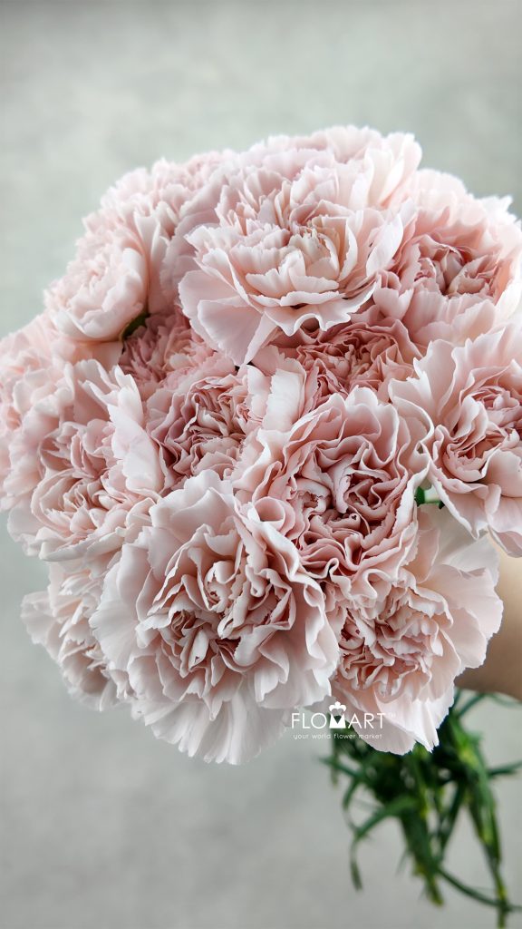 Dianthus st Cava