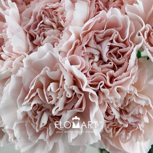 Dianthus st Cava - Image 2
