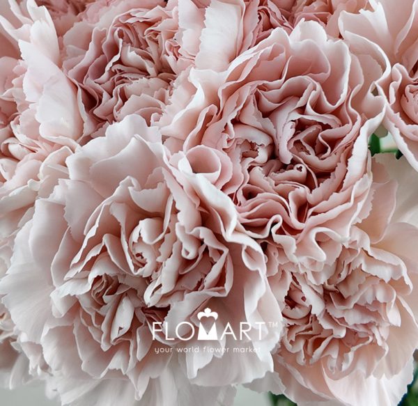 Dianthus st Cava