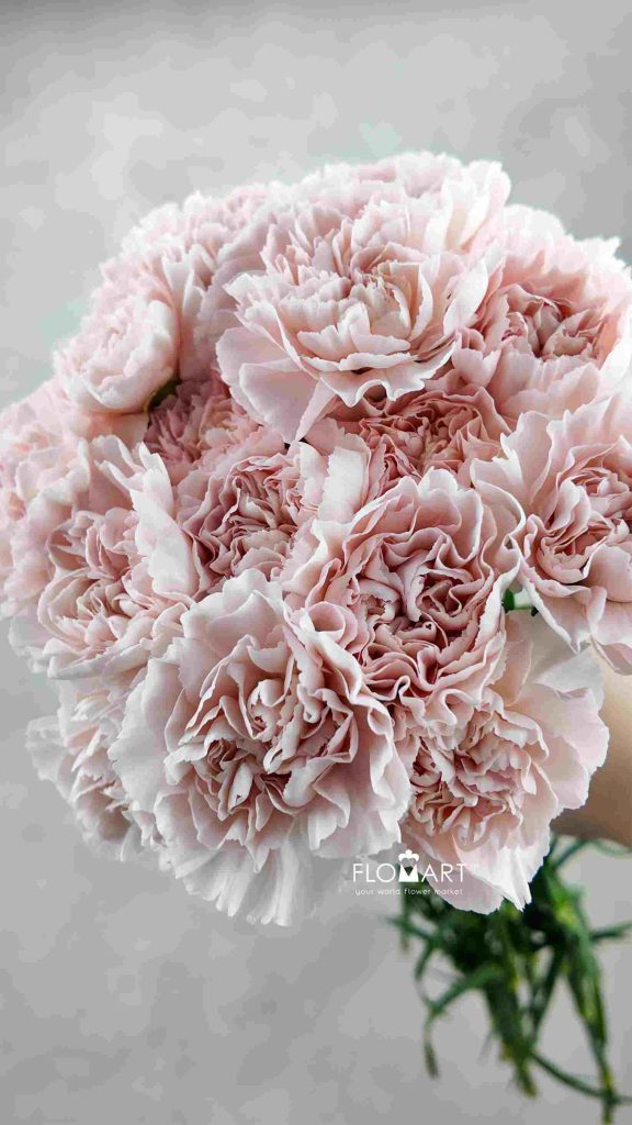 Dianthus st Cava