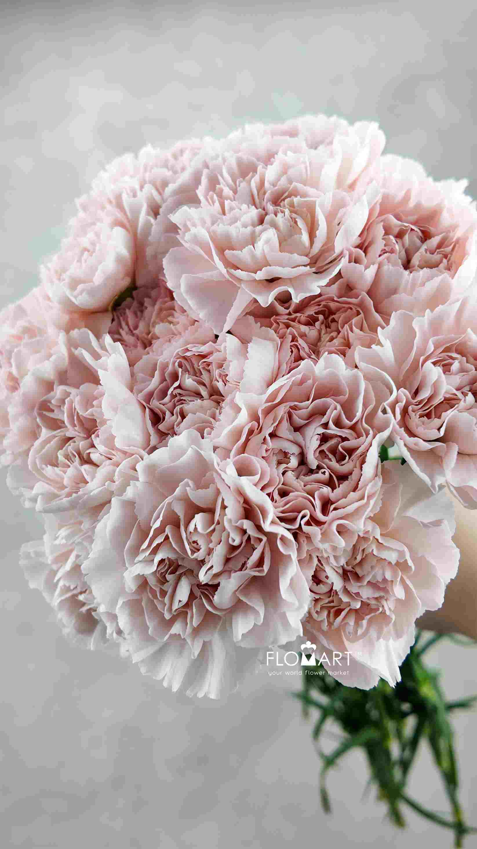 Dianthus st Cava - Image 1