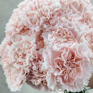 Dianthus st Charisma