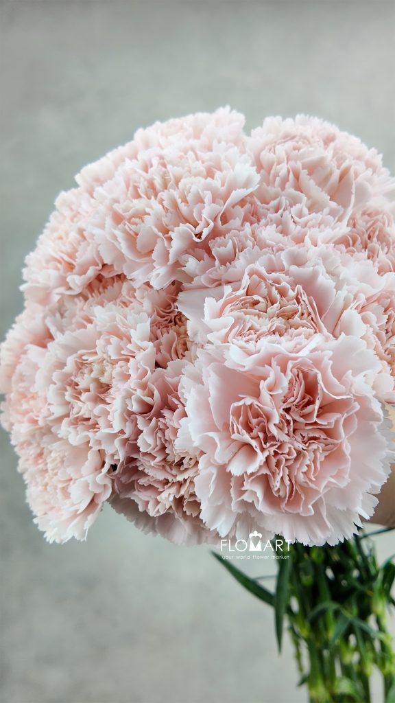 Dianthus st Charisma