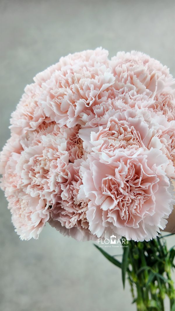 Dianthus st Charisma