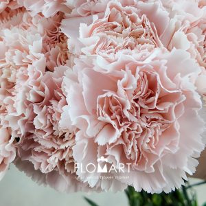 Dianthus st Charisma - Image 2