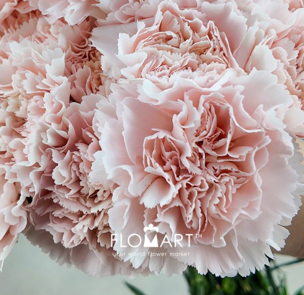 Dianthus st Charisma