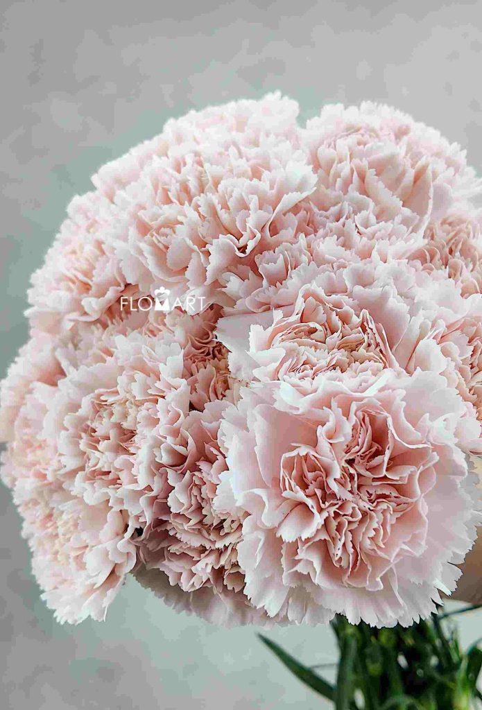 Dianthus st Charisma
