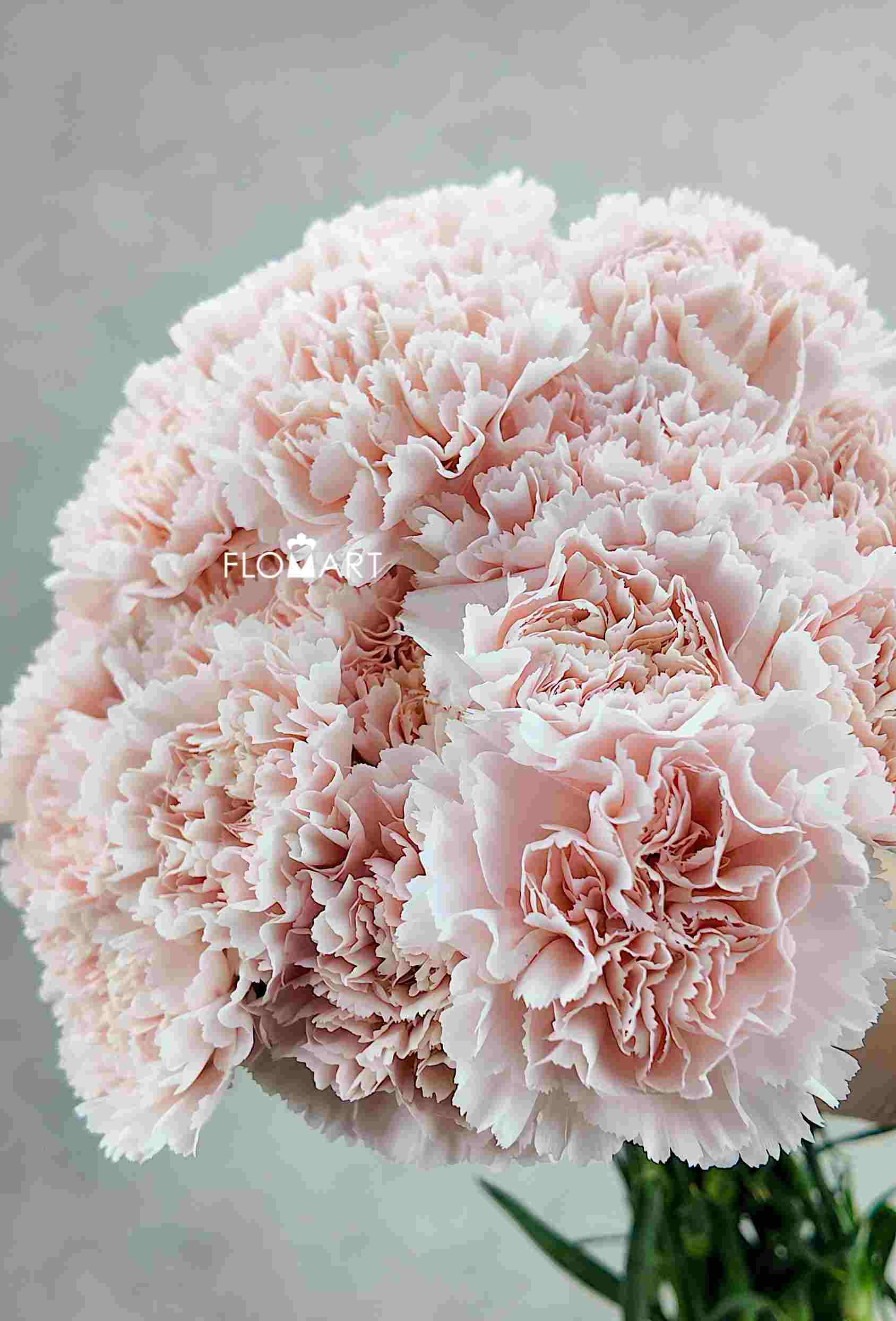 Dianthus st Charisma - Image 1