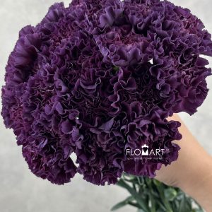 Dianthus st Cobalt Thrill