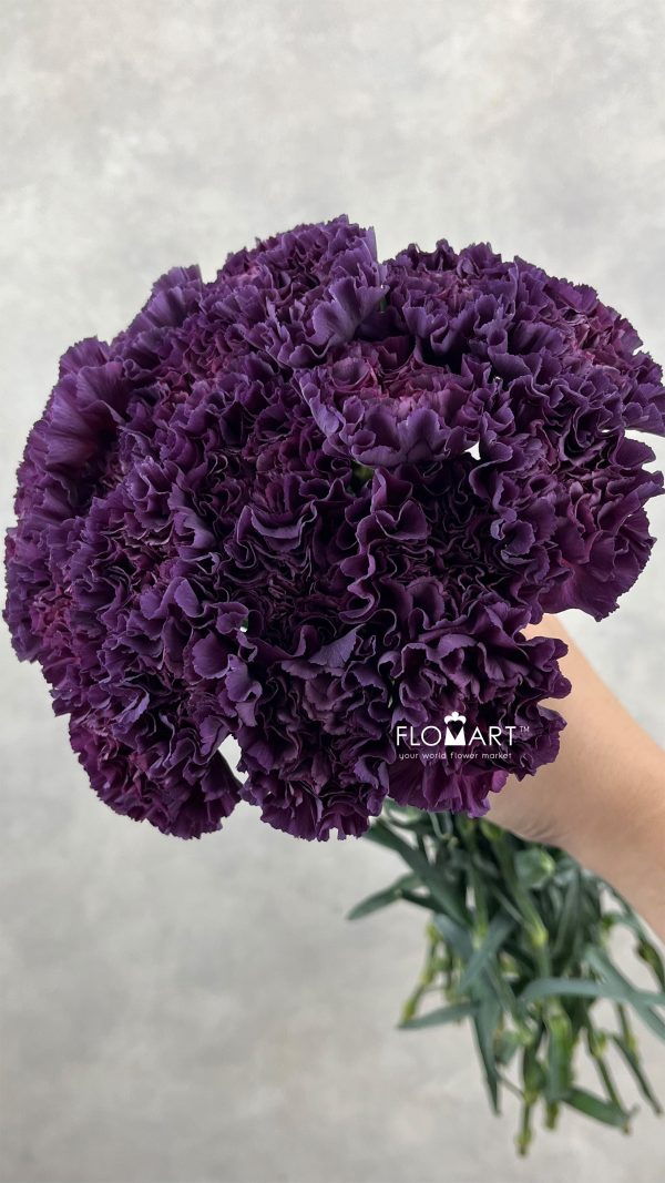 Dianthus st Cobalt Thrill