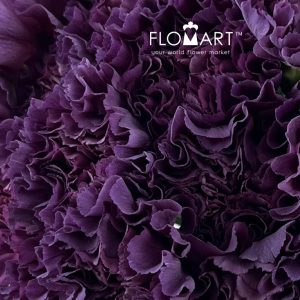 Dianthus st Cobalt Thrill - Image 2
