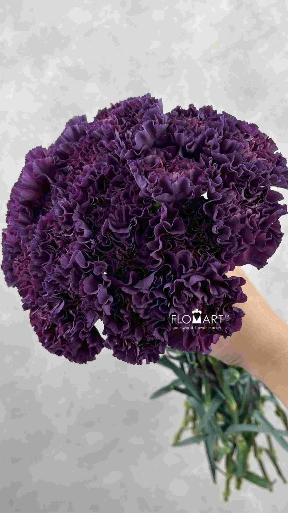 Dianthus st Cobalt Thrill