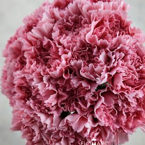 Dianthus st Corvette