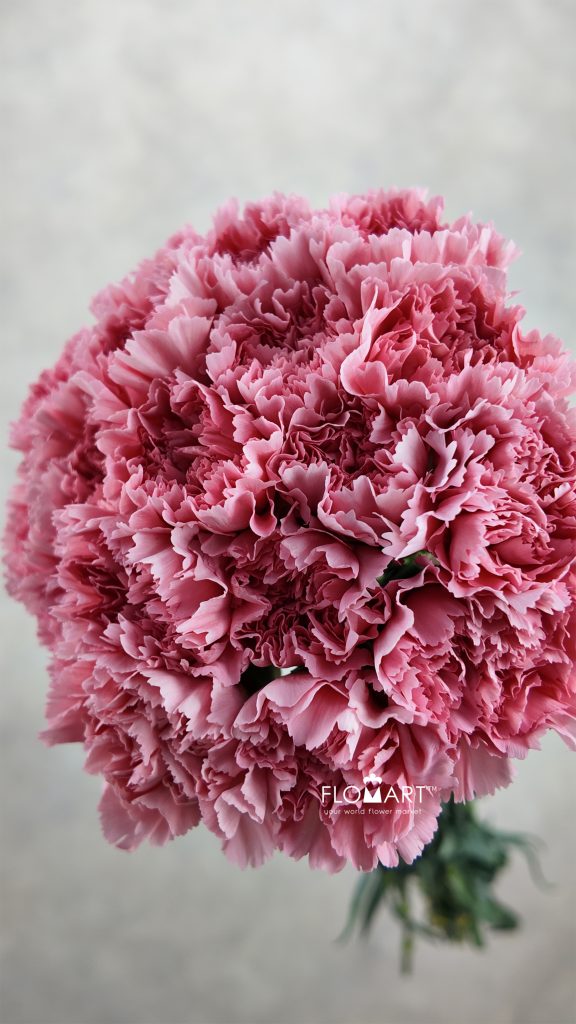 Dianthus st Corvette