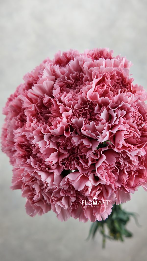 Dianthus st Corvette