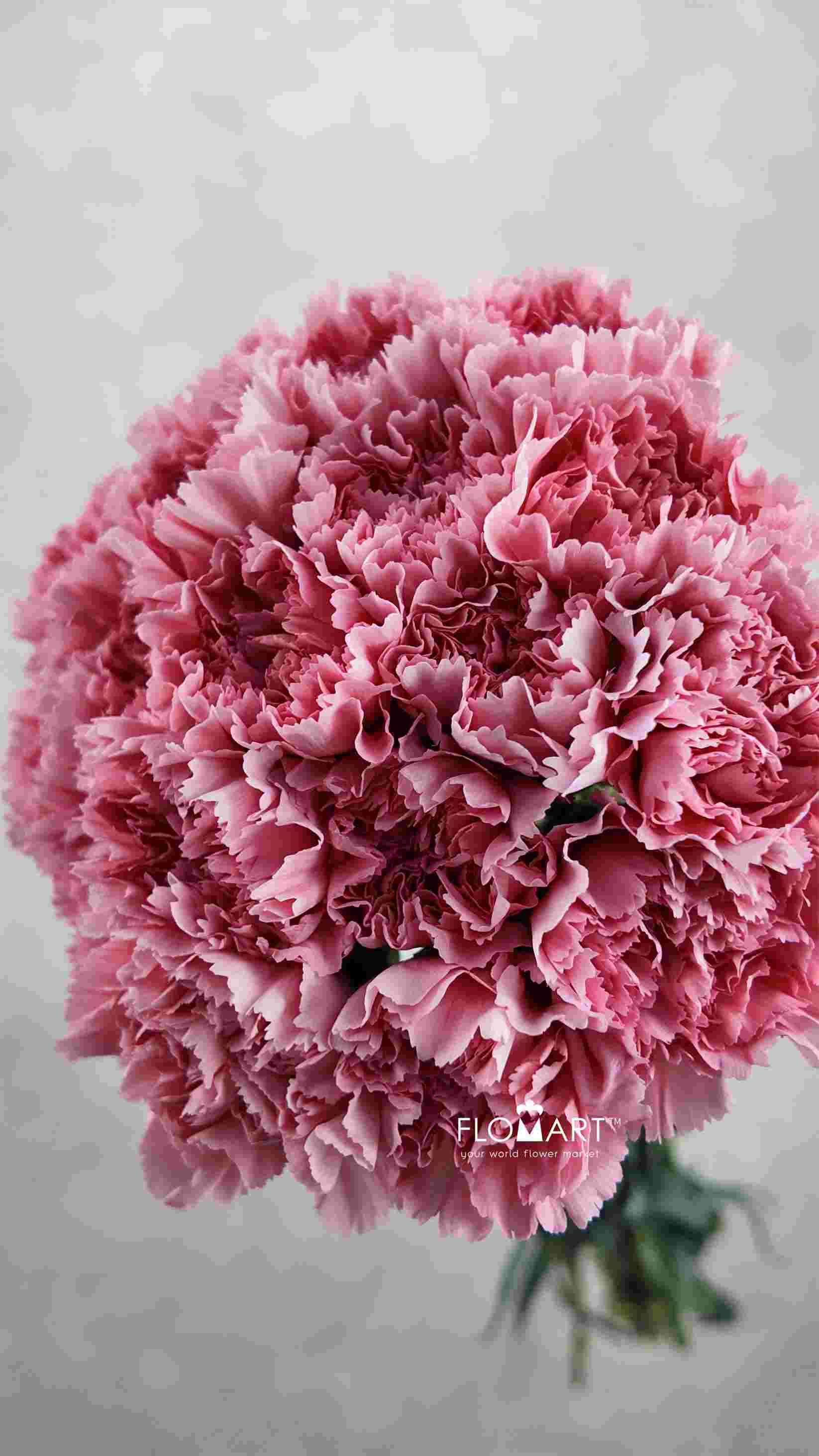 Dianthus st Corvette - Image 1