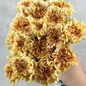 Dianthus st Crimea