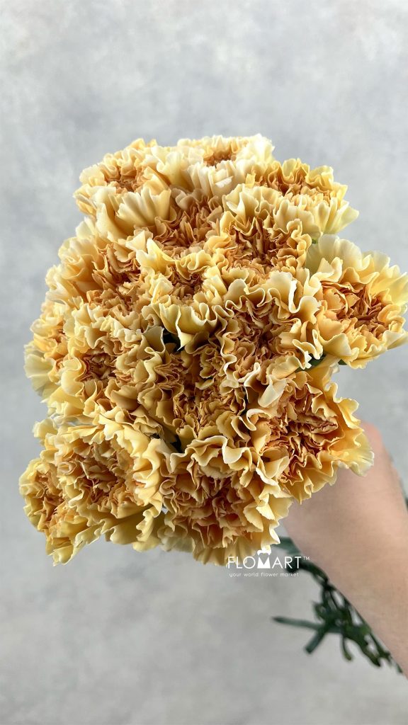 Dianthus st Crimea