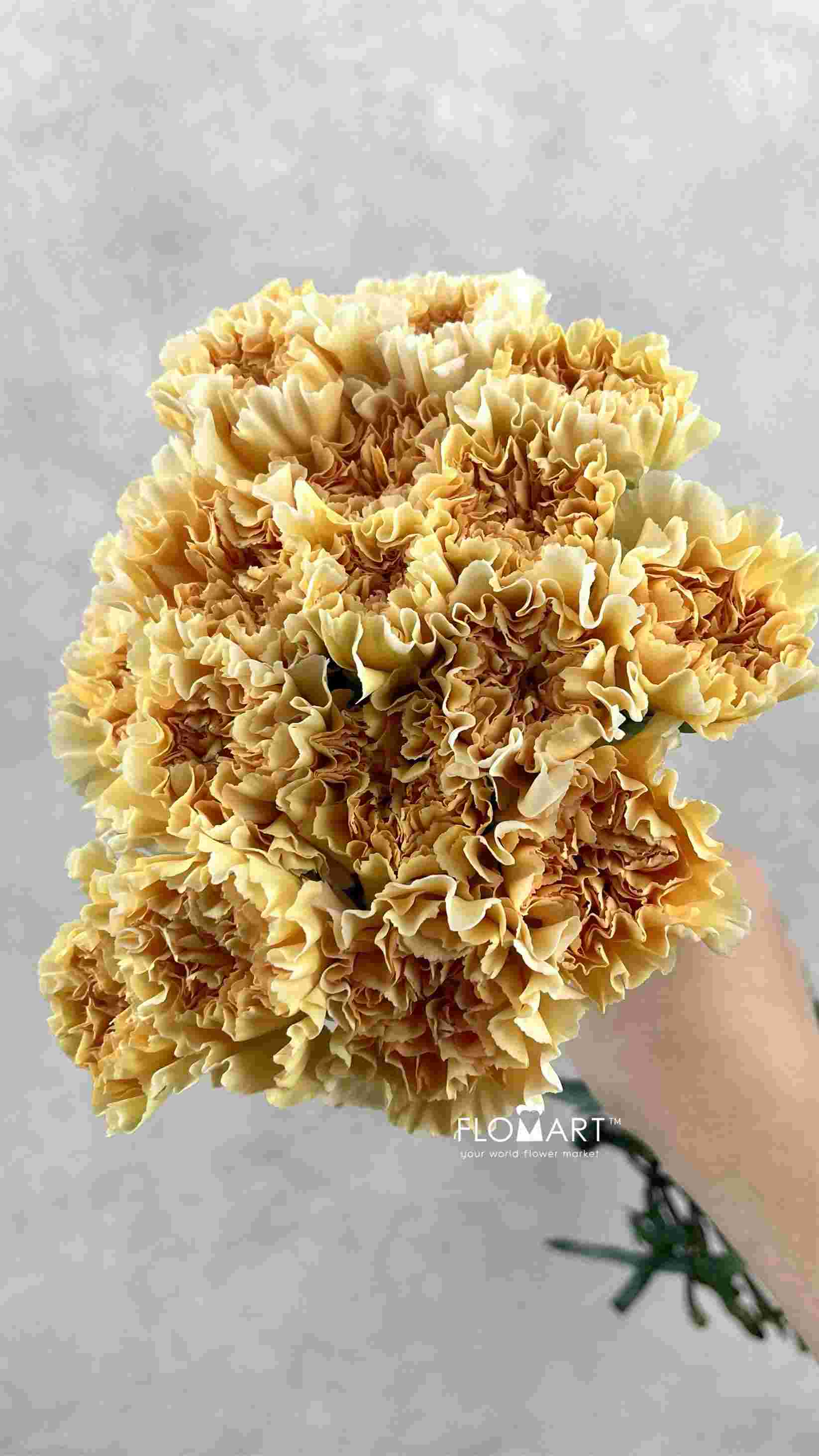 Dianthus st Crimea - Image 1