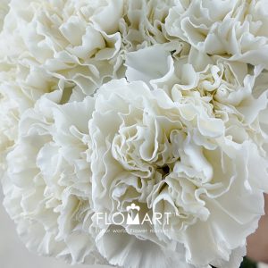 Dianthus st Delphi - Image 2