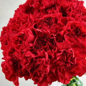 Dianthus st Don Pedro
