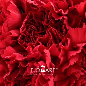 Dianthus st Don Pedro - Image 2
