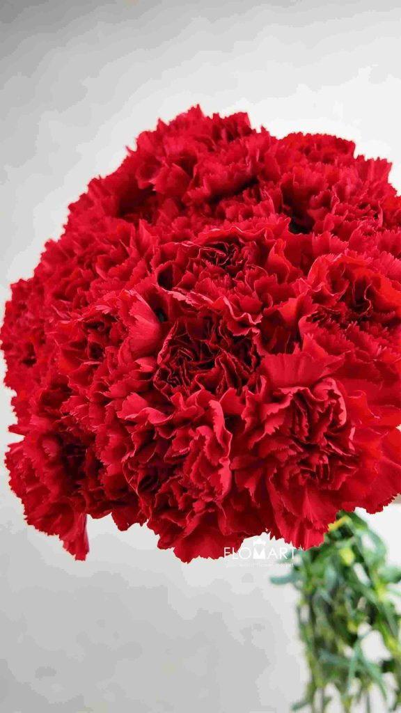 Dianthus st Don Pedro