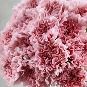 Dianthus st Doncel