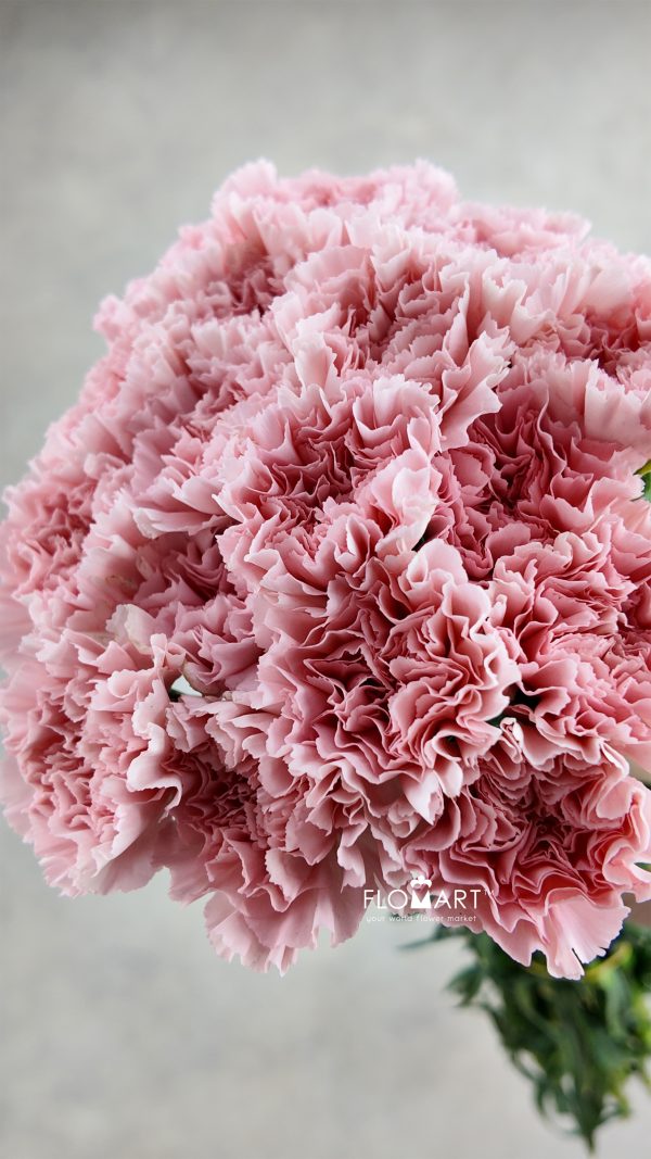 Dianthus st Doncel