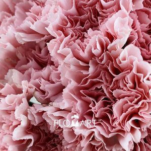 Dianthus st Doncel - Image 2