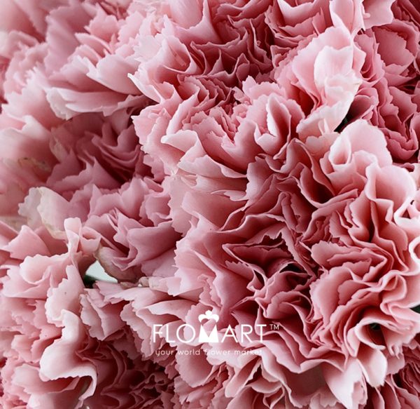 Dianthus st Doncel