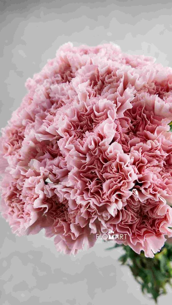 Dianthus st Doncel