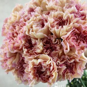 Dianthus st Gioia