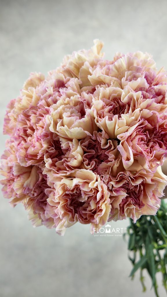Dianthus st Gioia