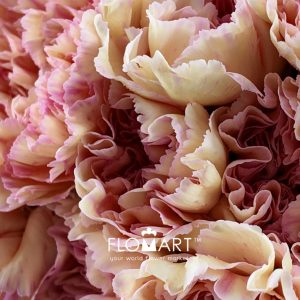 Dianthus st Gioia - Image 2