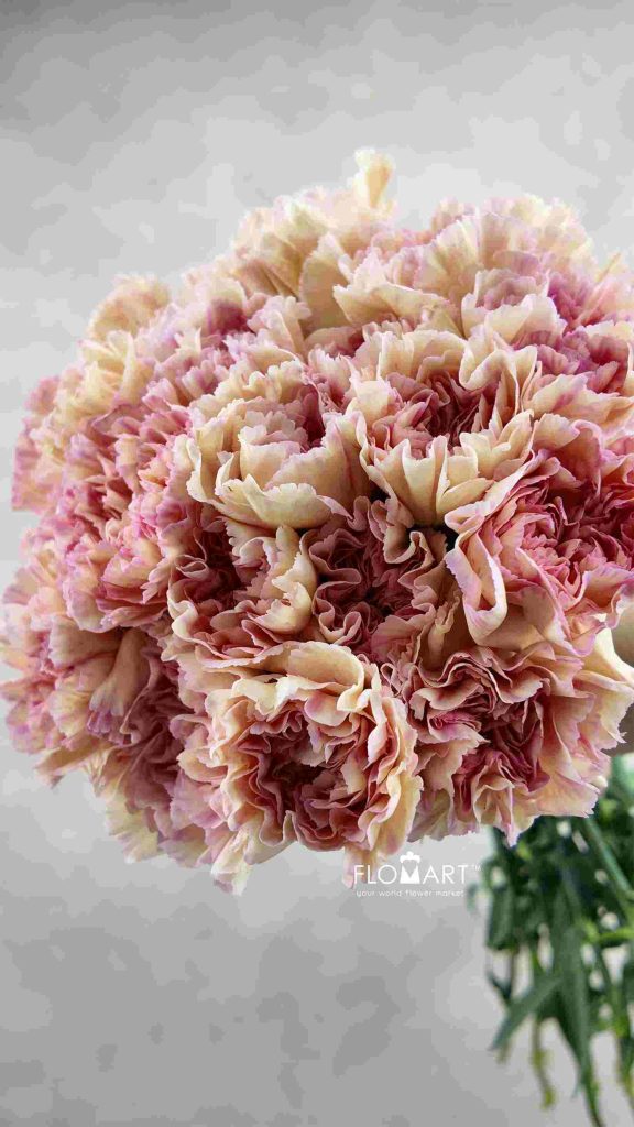 Dianthus st Gioia