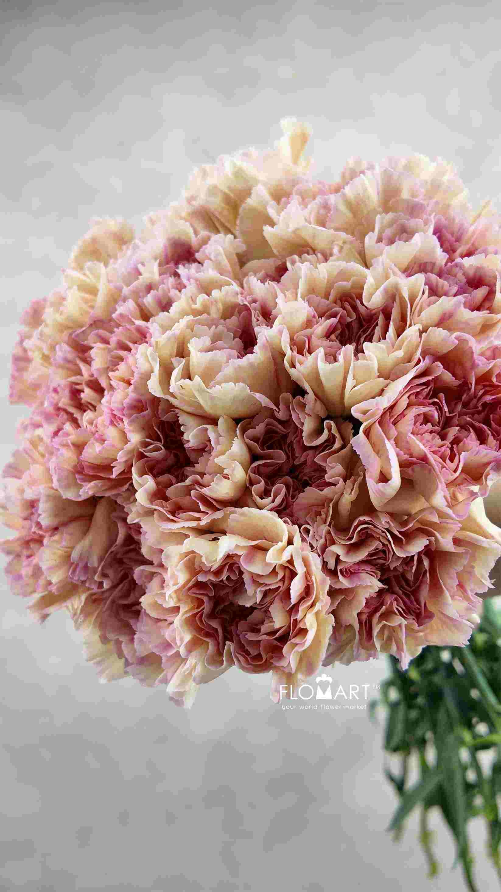 Dianthus st Gioia - Image 1