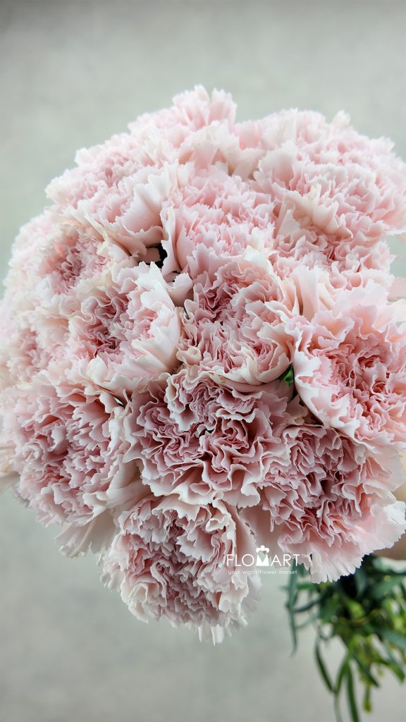 Dianthus st Hanoi