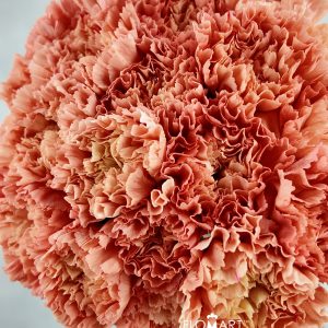 Dianthus st Hermes Orange