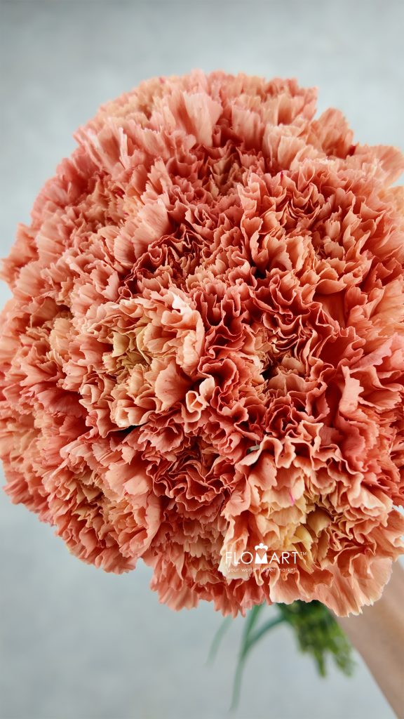 Dianthus st Hermes Orange