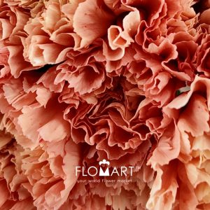 Dianthus st Hermes Orange - Image 2