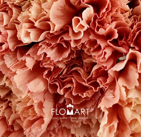 Dianthus st Hermes Orange