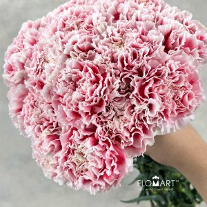 Dianthus st Joker