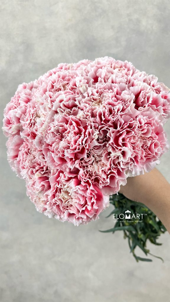 Dianthus st Joker