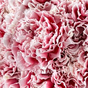 Dianthus st Joker - Image 2